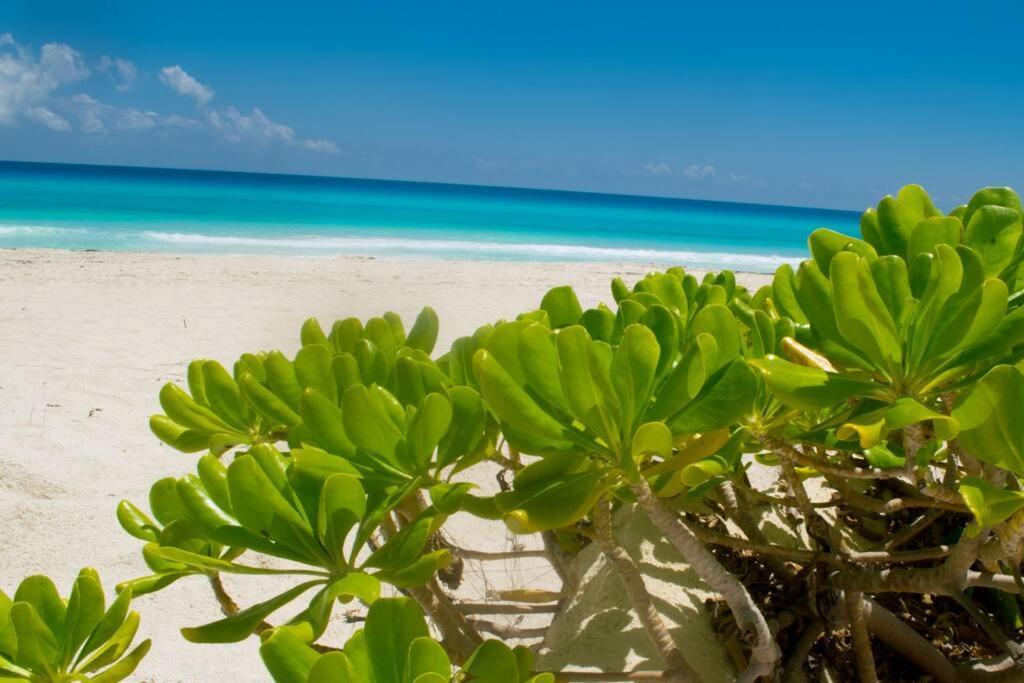 Ocean Front Villa Marlin, Best Location In Hotel Zone #109 坎昆 外观 照片